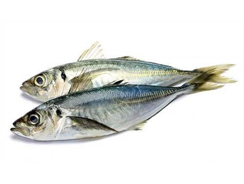 Horse Mackerel