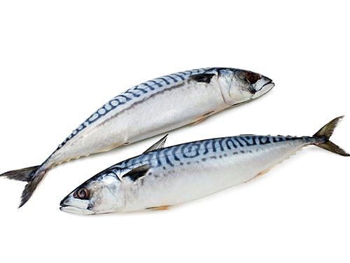 Mackerel